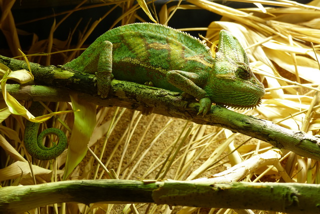 Caméléon