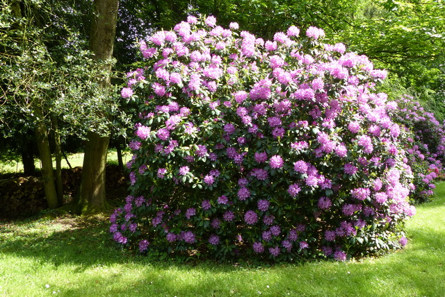 Rhododendrons