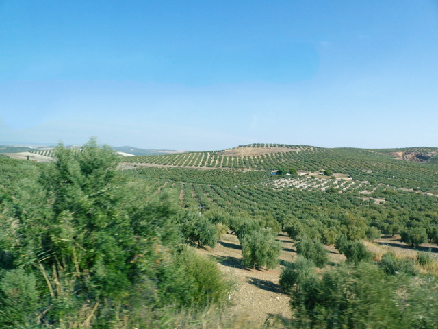 Plantations d'oliviers