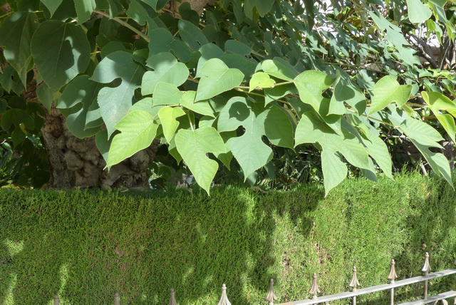 Broussonetia papyrifera