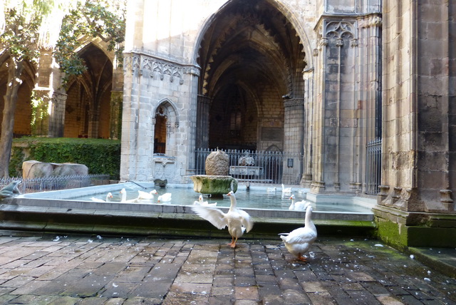 Les oies dans le cloître