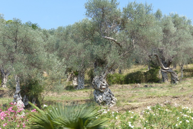 Des oliviers multi-centenaires
