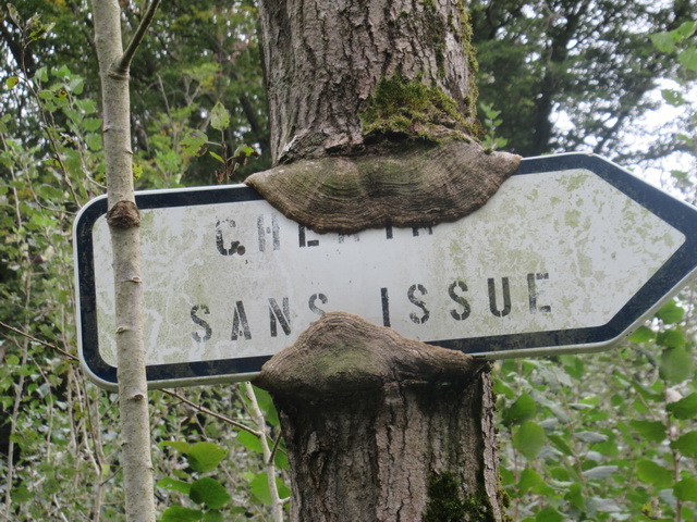 Champignon gourmand qui cherche son chemin